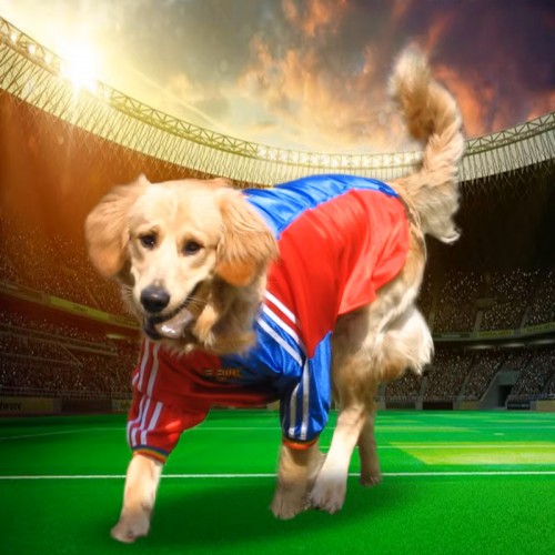 Superior Sports Jersey