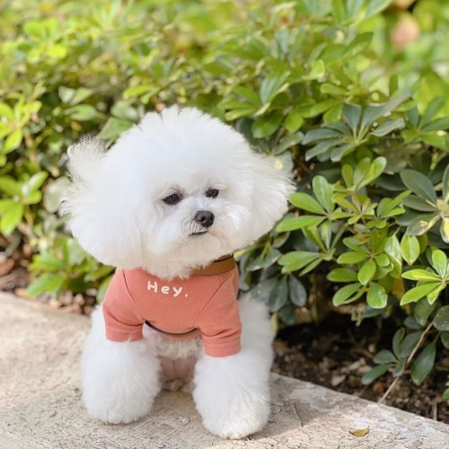 INS Style Soft Cotton Pet T-Shirt for Dogs and Cats