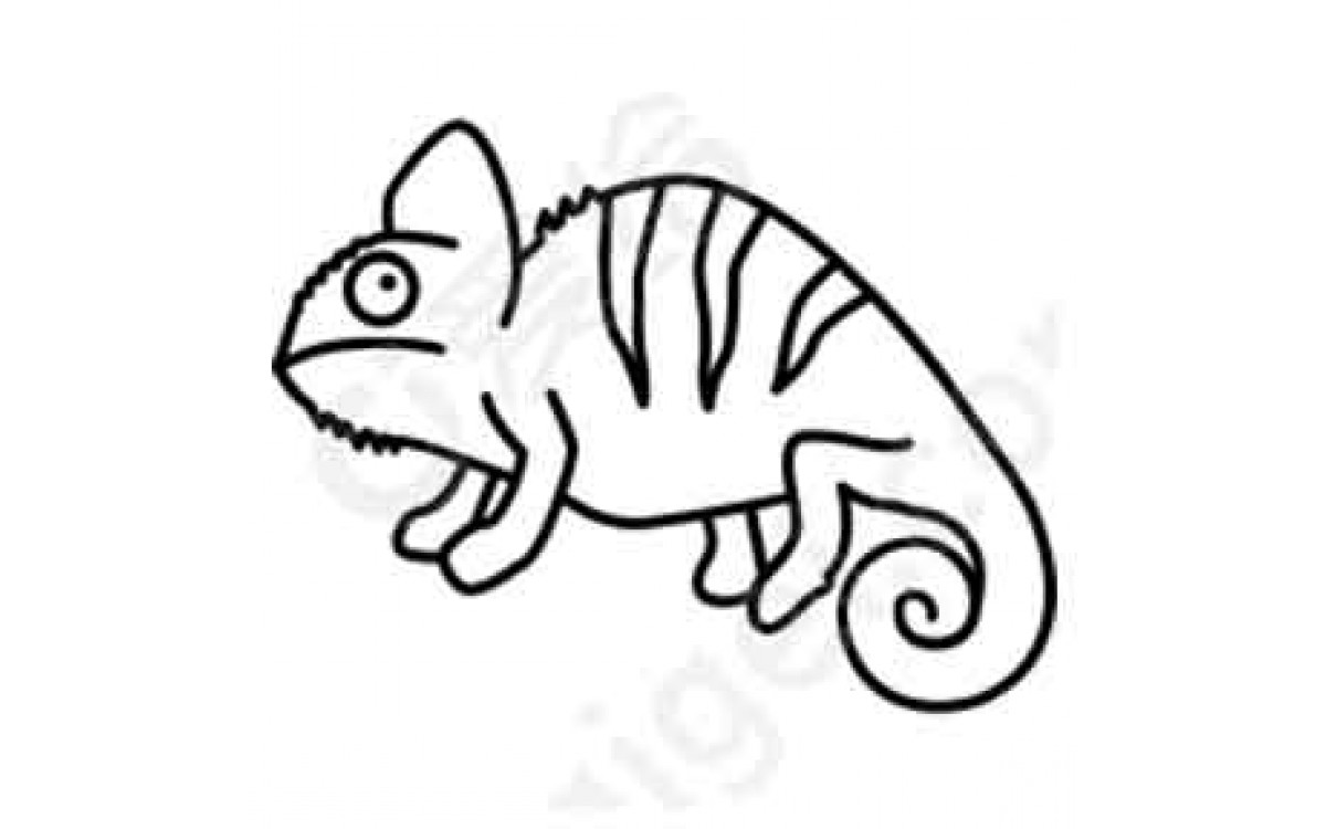 Lizards Lizards