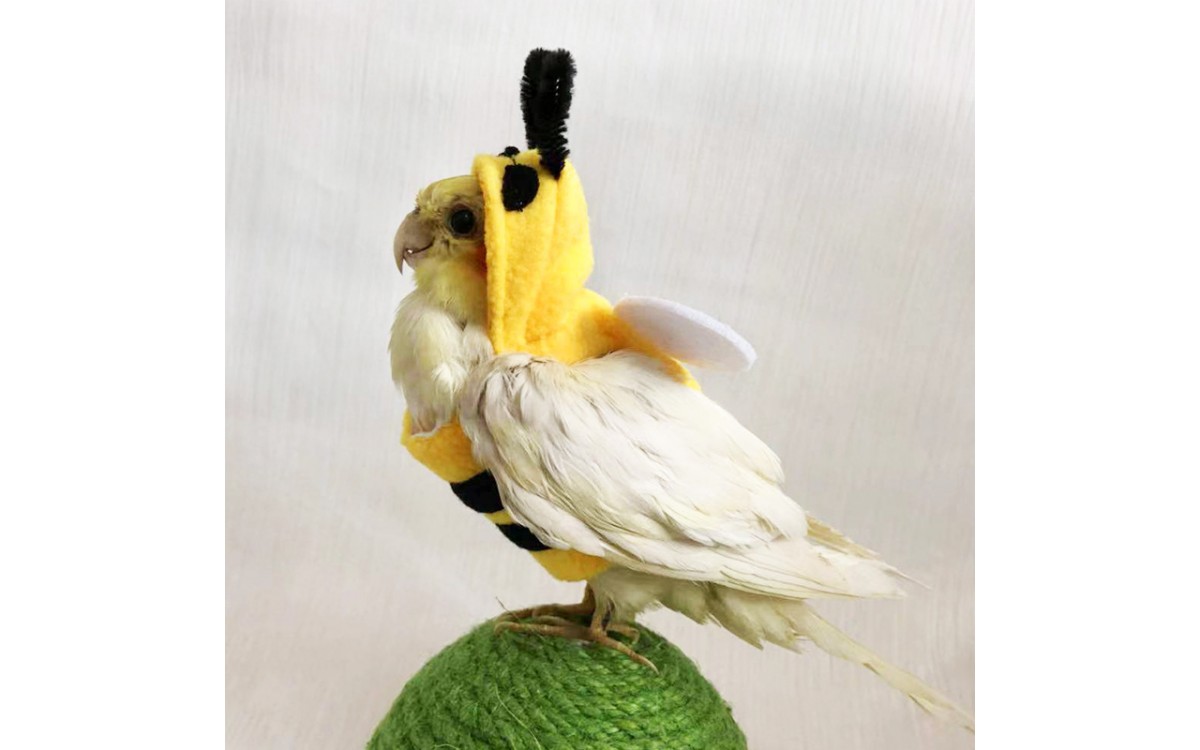 Winter Bumblebee Outfit for Parrots