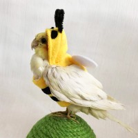 Winter Bumblebee Outfit for Parrots