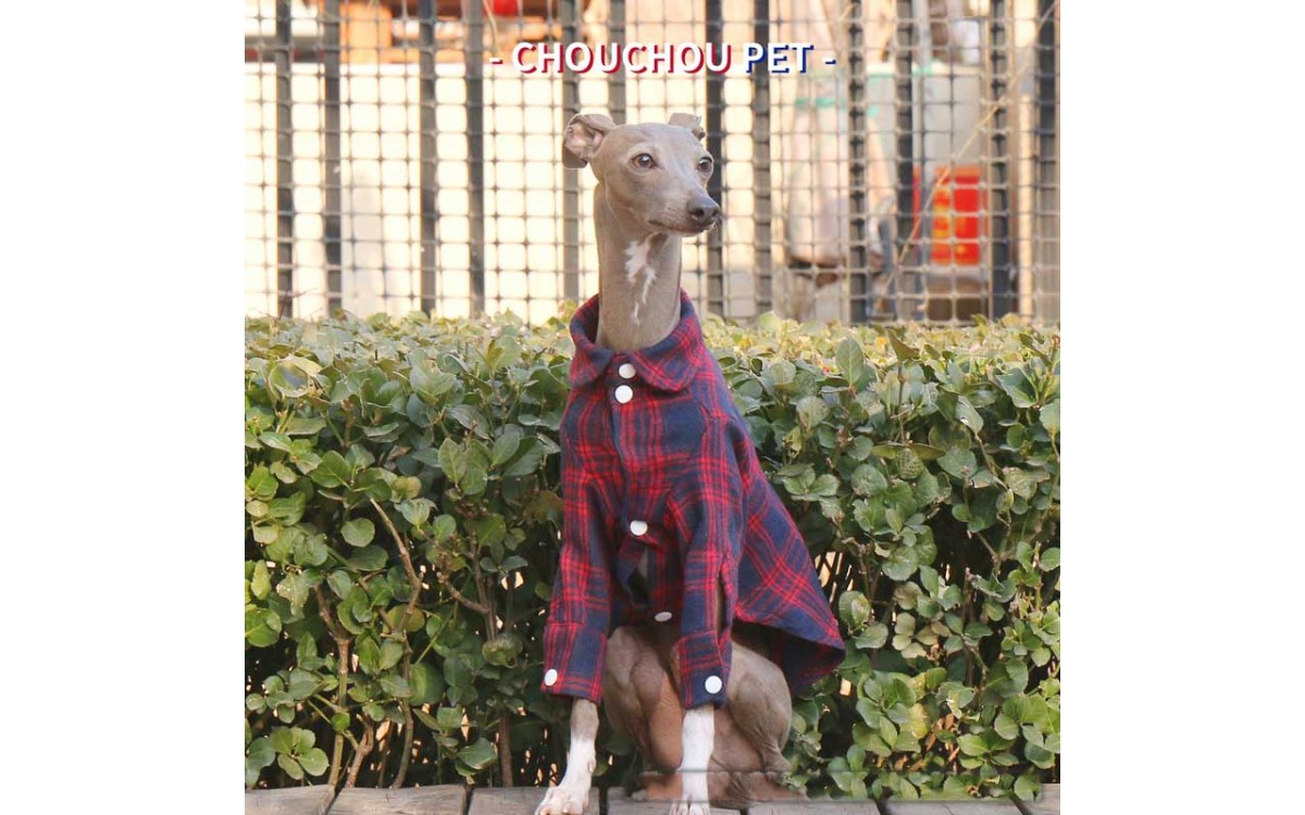 Stylish Comfort: The Perfect Plaid Cotton Shirt for Your Italian Greyhound