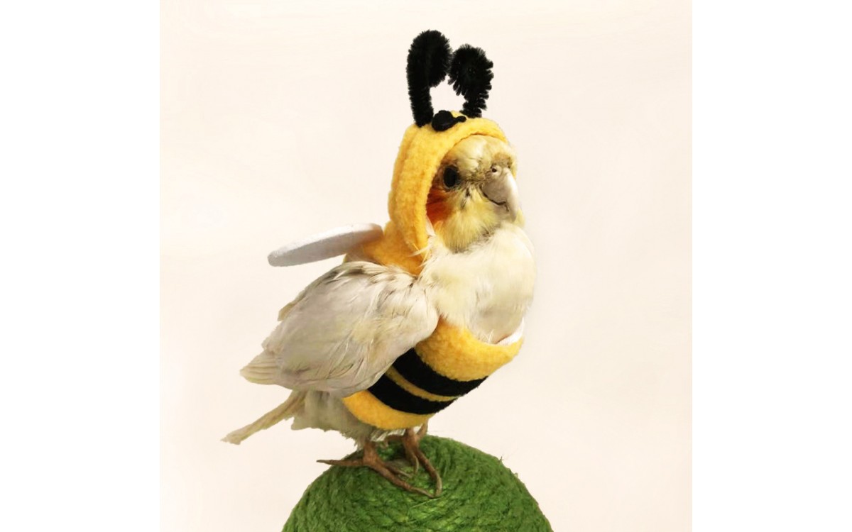 Bee Costume for Parrots