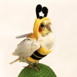 Bee Costume for Parrots
