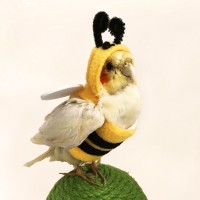 Bee Costume for Parrots