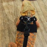 Adjustable Reptile Harness with Leash – LovelyPetpal Lightweight Outdoor Vest