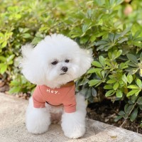 INS Style Soft Cotton Pet T-Shirt for Dogs and Cats