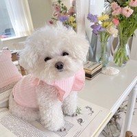 Spring-Summer Pet Dress LovelyPetpal Lightweight Ruffle Skirt