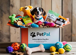 Discover New Toys at LovelyPetPal